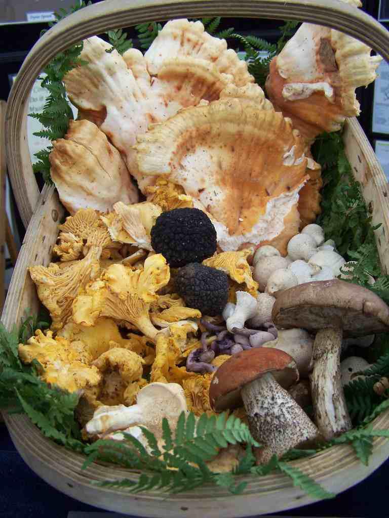 A basket of wild mushrooms