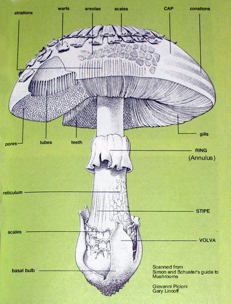 mushroom diagram mushroom diagram
