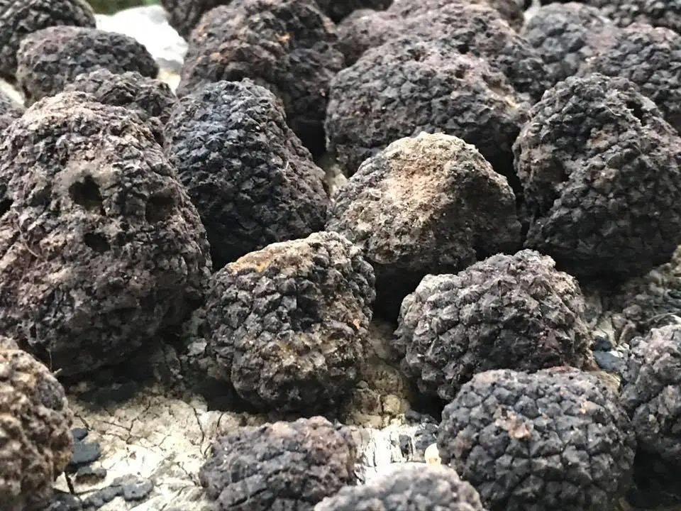 fresh british truffles