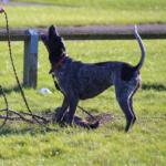 truffle hound talking