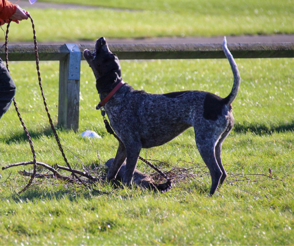 truffle hound talking